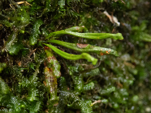 Oreogrammitis dorsipila iNat (3)