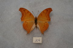 Polyura zoolina