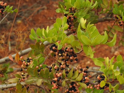 Pistacia lentiscus