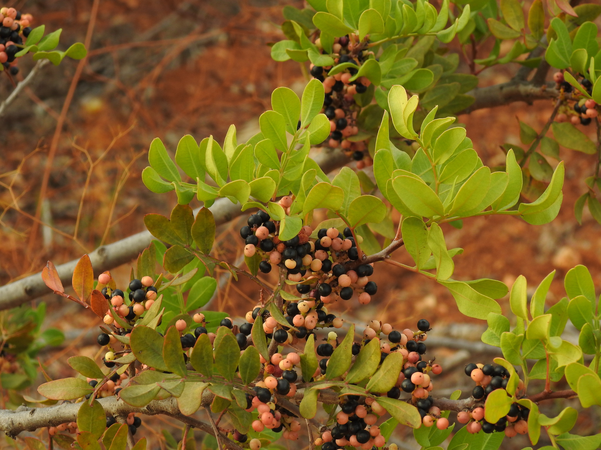 Mastixstrauch (Pistacia lentiscus): Herkunft und Verwendung — foto 3