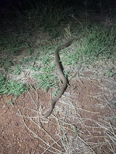 Children's Python sighting