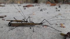 Paraphasma marginale