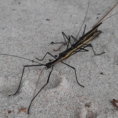 Paraphasma marginale