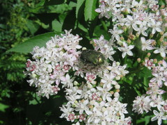 Cetonia aurataeformis