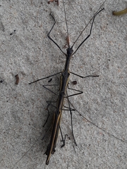 Paraphasma marginale