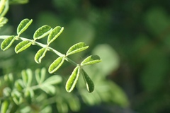 Dalea brandegeei