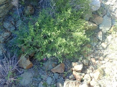 Dalea brandegeei