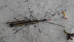 Paraphasma marginale