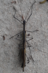 Paraphasma marginale