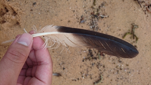 Plume de Labbe pomarin