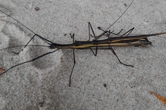 Paraphasma marginale