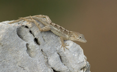 Anolis cybotes
