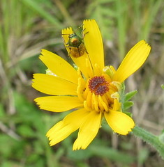 Cryptocephalus laetus