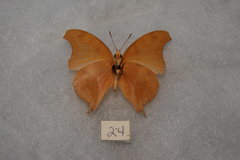 Polyura zoolina