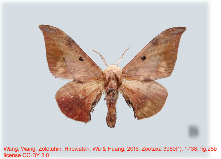 Mustilizans lepusa