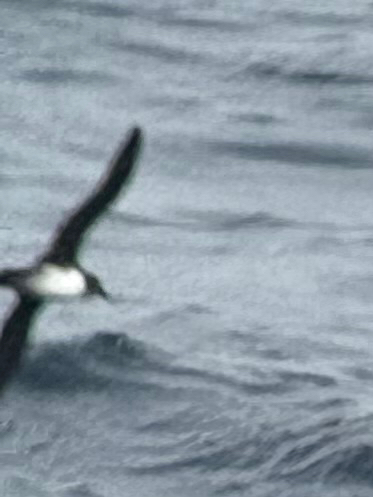 Atlantic Petrel (Pterodroma incerta), photo 8