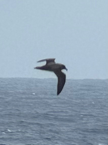 Atlantic Petrel (Pterodroma incerta), photo 10