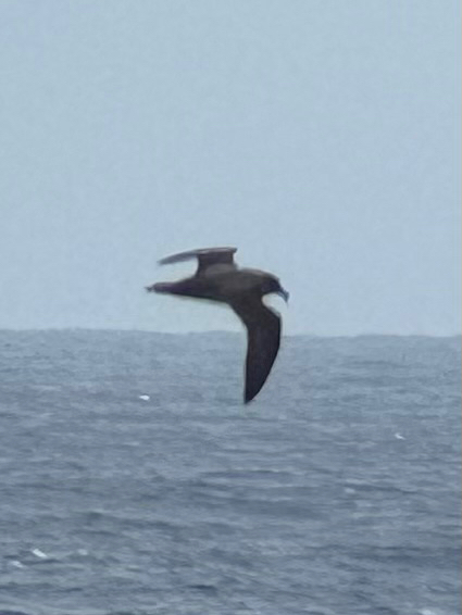 Atlantic Petrel (Pterodroma incerta), photo 10