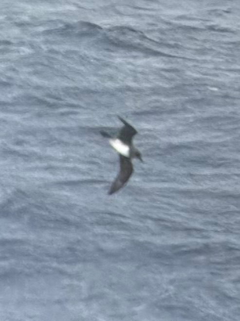 Atlantic Petrel (Pterodroma incerta), photo 7