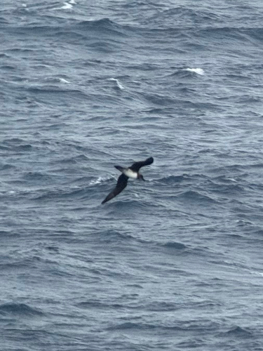 Atlantic Petrel (Pterodroma incerta), photo 9