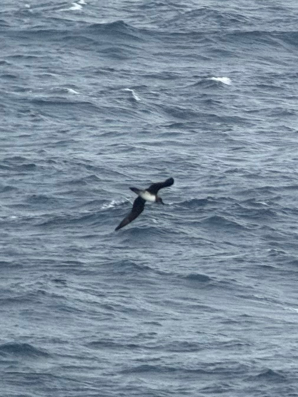 Atlantic Petrel (Pterodroma incerta), photo 9