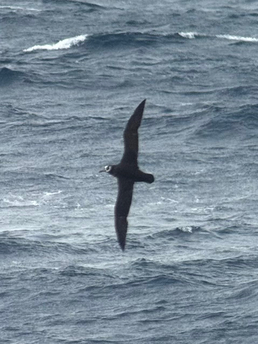 Spectacled Petrel (Procellaria conspicillata), photo 9