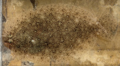 Pseudorhombus arsius
