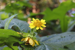 Smallanthus maculatus