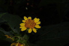 Smallanthus maculatus