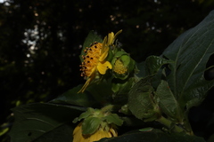 Smallanthus maculatus