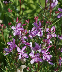 Chamaenerion colchicum