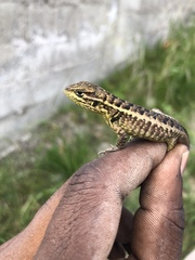 Stenocercus guentheri