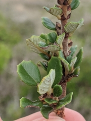 Ceanothus maritimus