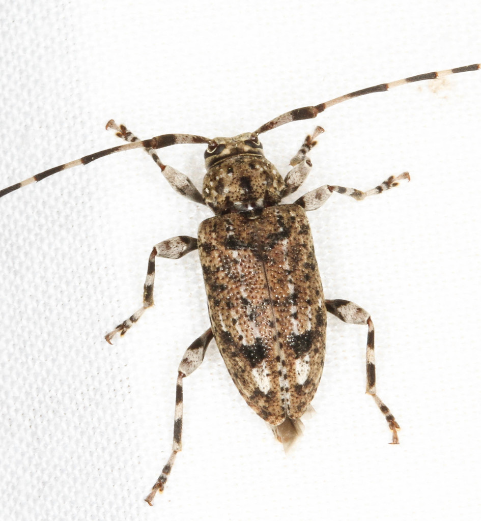 Variegated Longhorned Beetle