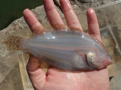 Pseudorhombus arsius