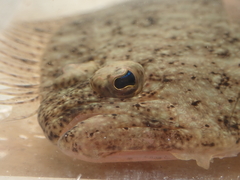 Pseudorhombus arsius