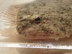 Pseudorhombus arsius