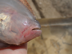 Pseudorhombus arsius