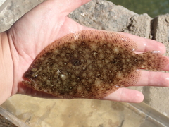 Pseudorhombus arsius