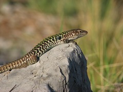 Podarcis siculus siculus