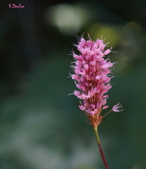 Bistorta carnea