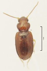 Pericompsus australis