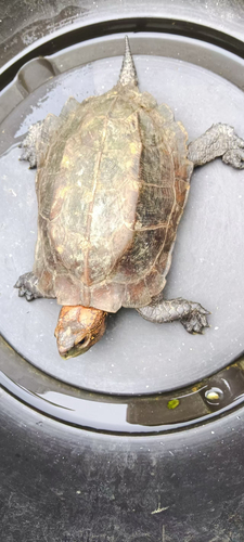 Jagged-shelled Turtle