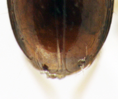 Pericompsus australis