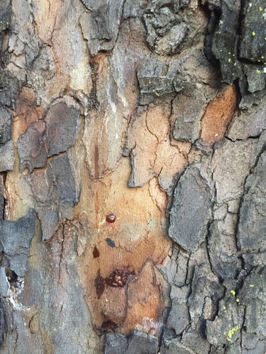Polyphagous Shot Hole Borer photo 5