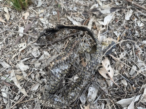 Western Tiger Snake sighting