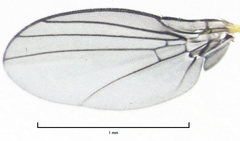 Liriomyza watti
