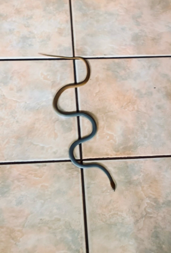 Central Whipsnake sighting