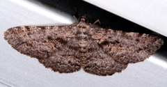 Boarmia suasaria