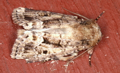 Spodoptera umbraculata